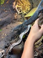 Varanus macraei blauweboomvaraan (Laatste die te koop staat), Hagedis, Met terrarium, 0 tot 2 jaar