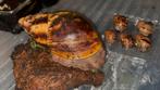 Archachatina marginata ovum XXL 12-14CM, Dieren en Toebehoren, Reptielen en Amfibieën