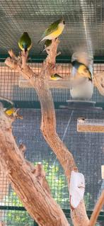 Gouldamadine uit de buiten voiliere, Meerdere dieren, Parkiet