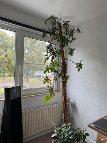 Philodendron op mosstok (Philodendron pedatum ) beschikbaar voor biedingen