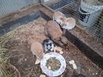 jonge konijntjes te koop, Dieren en Toebehoren, Konijnen, Meerdere dieren, Klein, 0 tot 2 jaar