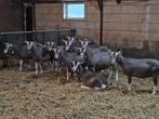 Toggenburger geiten, Dieren en Toebehoren, Schapen, Geiten en Varkens, Vrouwelijk, Geit