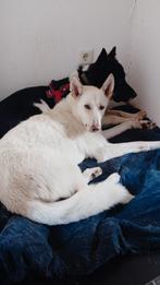 Teef freyja in gastgezin zoekt gouden mandje, Dieren en Toebehoren, Particulier, Rabiës (hondsdolheid), Overige rassen, 1 tot 2 jaar