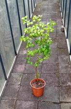 Spaanse aak of veldesdoorn (Acer campestre), Tuin en Terras, Planten | Struiken en Hagen, Ophalen, Esdoorn, Haag, 100 tot 250 cm