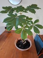 Bonsai dubbele kastanje, Ophalen, Zomer