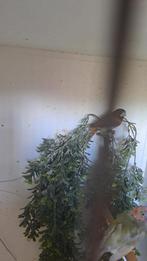 3x Kruising rietvink met ?, Dieren en Toebehoren, Tropenvogel