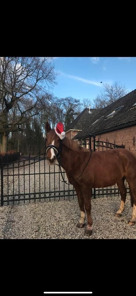 Verzorger gezocht, Dieren en Toebehoren, Paarden en Pony's | Verzorgingsproducten, Ophalen of Verzenden