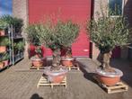 Oude Olijfbomen met grillige stam - Nu €399!, Bloeit niet, Ophalen of Verzenden, 100 tot 250 cm, Olijfboom
