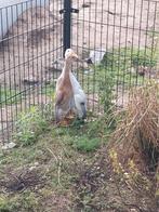 3 loopeenden, loopeend, eenden, eend, Meerdere dieren, Eend