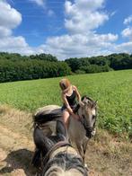 Pony recreatie Konik kruising, Dieren en Toebehoren, Pony's, Merrie, B, Recreatiepony, D pony (1.37m tot 1.48m)
