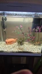 30 liter aquarium op standaard 5 goudvissen + pomp, Ophalen, Zo goed als nieuw, Gevuld zoetwateraquarium