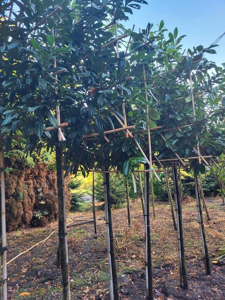 Leibomen  prunus Novita in pot gekweekt, Tuin en Terras, Planten | Bomen, Overige soorten, Halfschaduw, In pot, Ophalen