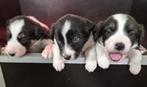 Border collie pups raszuiver, CDV (hondenziekte), 8 tot 15 weken, Collie, Meerdere