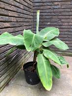 Bananenplant, Huis en Inrichting, Kamerplanten, Ophalen of Verzenden