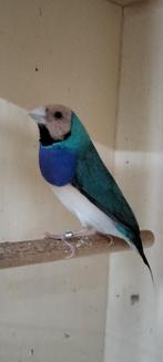 Blauw pastel gouldamadine man, Mannelijk, Parkiet