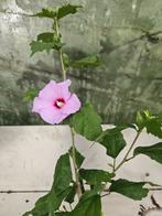 Hibiscus Mathilde, Ophalen of Verzenden, Zomer, Overige soorten, Volle zon