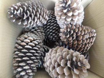 1 x 15 super super mooie donkere DENNENAPPELS 16 cm ( X ) beschikbaar voor biedingen