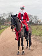 🎁 Allround Dressuurpaard, van Johnson 🎁, Dieren en Toebehoren, B, Gechipt, Ruin, Dressuurpaard