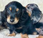 Langharige Teckels  dwerg en dwerg & standaard alle kleuren, Dieren en Toebehoren, Honden | Teckels en Dashonden, Nederland, 8 tot 15 weken