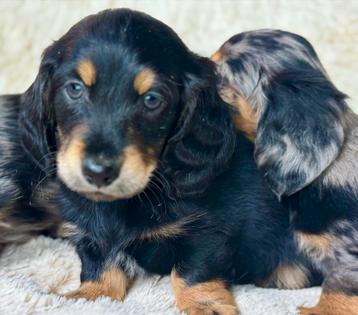 Langharige Teckels  dwerg en dwerg & standaard beschikbaar voor biedingen