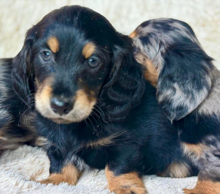 Langharige Teckels  dwerg en dwerg & standaard, Dieren en Toebehoren, Honden | Teckels en Dashonden, Meerdere dieren, Langhaar