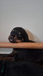 Rottweiler pup reu, Reu, 8 tot 15 weken, Eén hond, Rottweiler