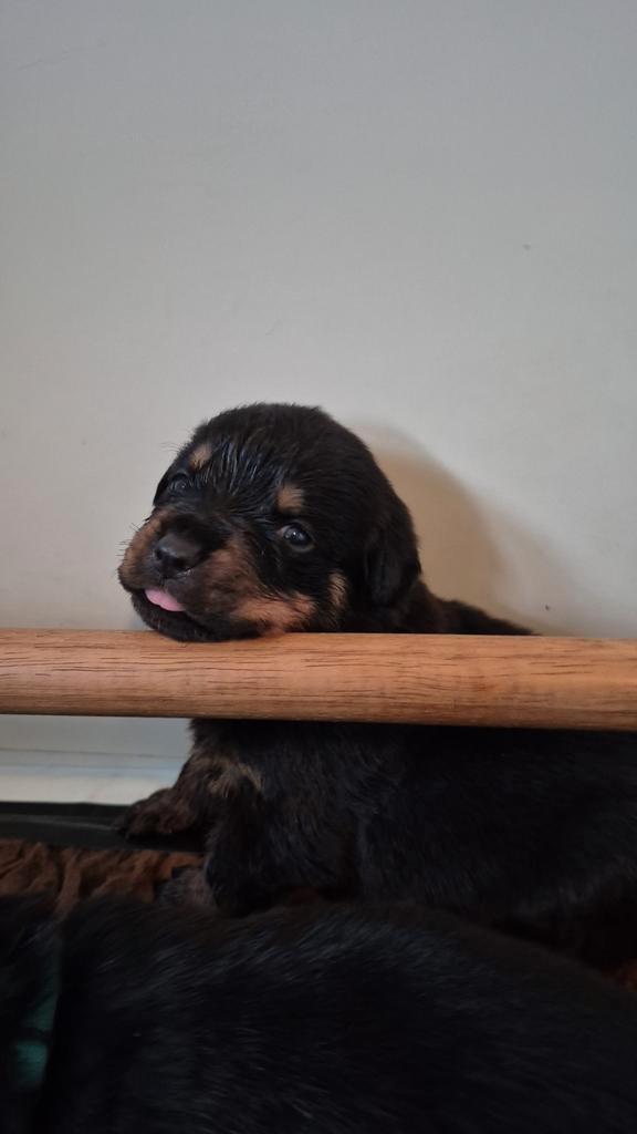 Rottweiler pup reu, Dieren en Toebehoren, Honden | Bulldogs, Pinschers en Molossers, Reu, Rottweiler, Particulier, Eén hond, Nederland