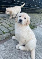 Golden retriever pups, Golden retriever, Parvo, 8 tot 15 weken, Meerdere