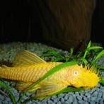 ancistrus blond en rood, Dieren en Toebehoren, Vis