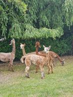 Unieke kans! Alpaca Appaloosa kudde te koop, Dieren en Toebehoren, Overige Dieren, Januari, Meerdere dieren