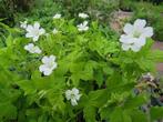 Geranium nodosum Silverwood 2 euro, Ophalen, Bodembedekkers, Volle zon, Vaste plant