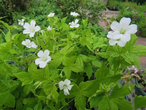 Geranium nodosum Silverwood 2 euro, Tuin en Terras, Planten | Tuinplanten, Vaste plant, Bodembedekkers, Volle zon, Zomer, Ophalen