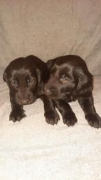 Flatcoated retriever pups Reutjes en Teefjes, Overige rassen, 8 tot 15 weken, CDV (hondenziekte), Meerdere
