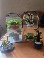 Gehaakte Plantjes - Handgemaakt Cadeau, Hobby en Vrije tijd, Ophalen of Verzenden, Nieuw, Haken, Overige typen