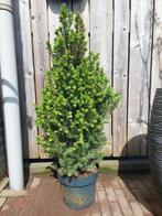Dwergspar / Picea Glauca Perfecta, Tuin en Terras, Minder dan 100 cm, Struik, Ophalen