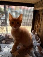 😻 Knuffelige kittens uit liefdevol nestje – mogen 5 decembe, Dieren en Toebehoren, Meerdere dieren