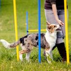 Agility Slalomset Palen 6 stuks Palen Training Hondensport, Ophalen of Verzenden, Nieuw