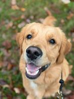 Grote vriendelijke Golden Retriever dekreu met stamboom, Rabiës (hondsdolheid), 15 weken tot 1 jaar, Reu, Eén hond