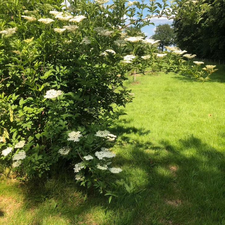 Sambucus Nigra. Vlier, Vlierbes,, Tuin en Terras, Planten | Struiken en Hagen, Overige soorten, Minder dan 100 cm, Ophalen of Verzenden