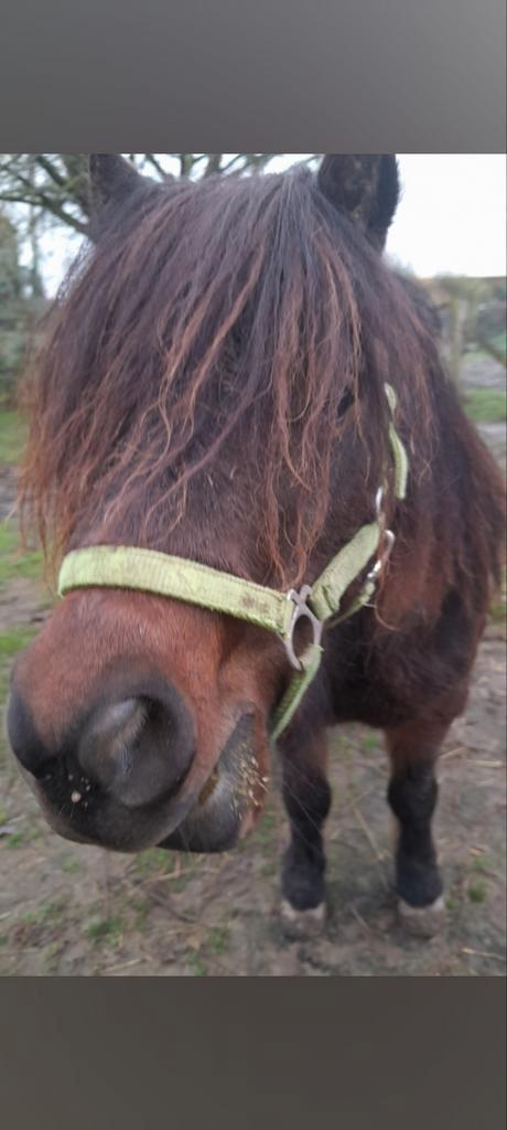 Wei gezocht of plekje rond om Oosterhout  elst, Dieren en Toebehoren, Paarden en Pony's | Verzorgingsproducten, Ophalen of Verzenden