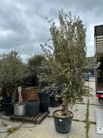Grote olijfboom met dikke stam (240cm), Volle zon, Ophalen of Verzenden, 100 tot 250 cm, Olijfboom