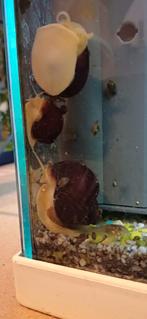 Jong volwassen appelslakken, Slak of Weekdier, Zoetwatervis