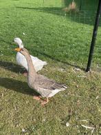 Mooi koppel ganzen van 2025, Dieren en Toebehoren, Pluimvee, Meerdere dieren, Gans of Zwaan