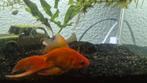 Aquarium met 2 sluierstaart vissen, Dieren en Toebehoren, Vis