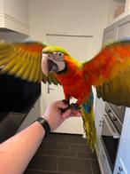 Jonge harlekijn ara’s, Dieren en Toebehoren, Vogels | Parkieten en Papegaaien, Meerdere dieren, Papegaai, Pratend