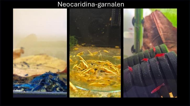 Neocaridina-garnalen in diverse kleuren 20–50% korting, Dieren en Toebehoren, Vissen | Aquariumvissen, Zoetwatervis, Kreeft, Krab of Garnaal