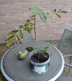 Walnotenboom (2x) in emmer, Ophalen, Volle zon, Overige soorten, Minder dan 100 cm