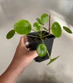 Pilea Pannenkoekplant, Ophalen, Overige soorten, Halfschaduw, Minder dan 100 cm