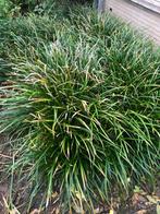 Gratis af te halen hangende zegge in Zwolle, Tuin en Terras, Planten | Tuinplanten, Volle zon, Vaste plant, Siergrassen, Ophalen of Verzenden