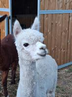 2 lieve alpaca's, Dieren en Toebehoren, Schapen, Geiten en Varkens, Mannelijk, Geit, 3 tot 5 jaar